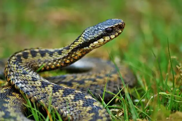 adder image