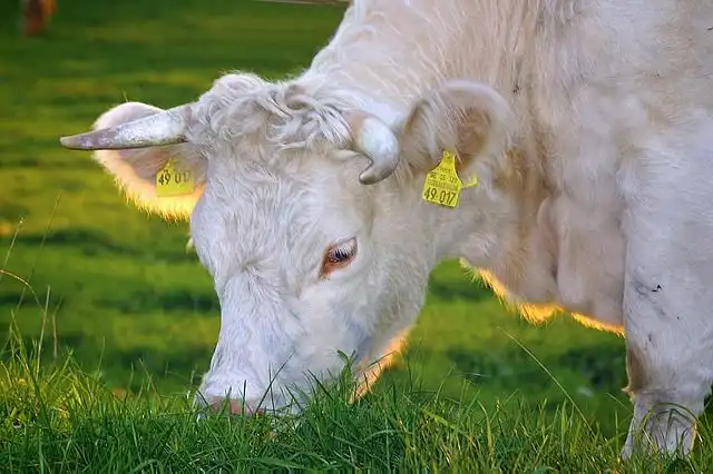 albino image