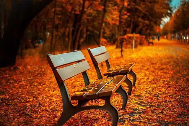 bench image