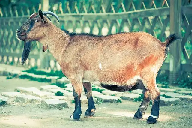 billy-goat image