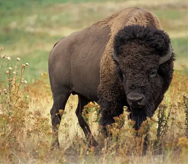 bison image