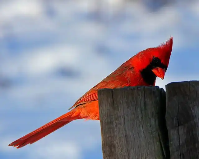 cardinal image