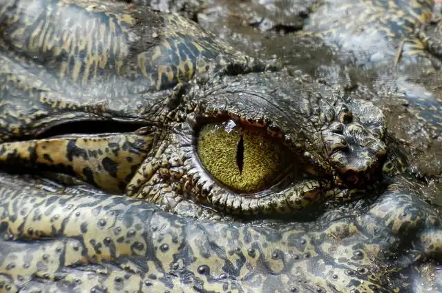 crocodile image