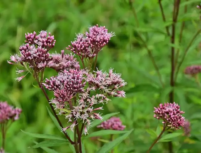 cudweed image