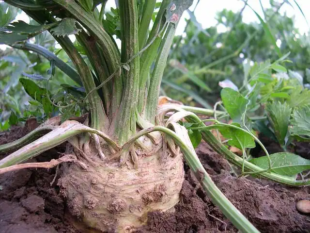 edible-roots image