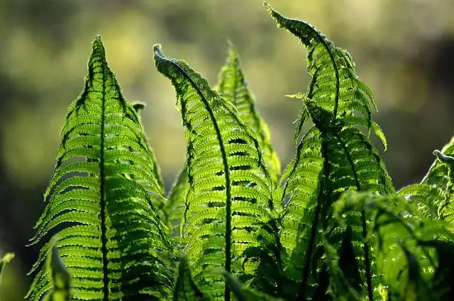 garden-greens image