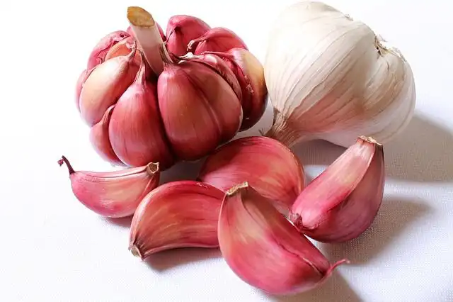 garlic image