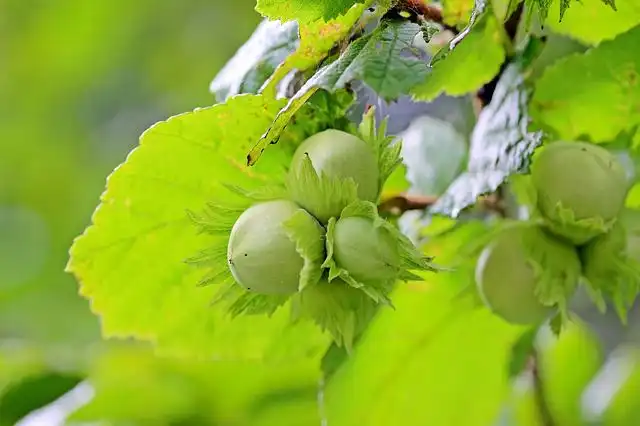 hazelnuts image