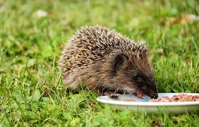 hedgehog image