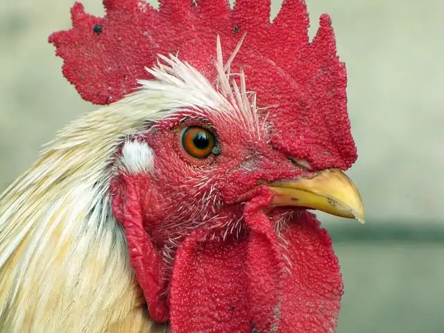 hen image