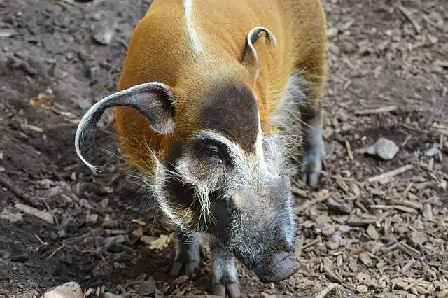 hog image