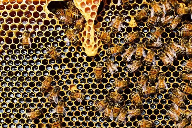 honeycomb image