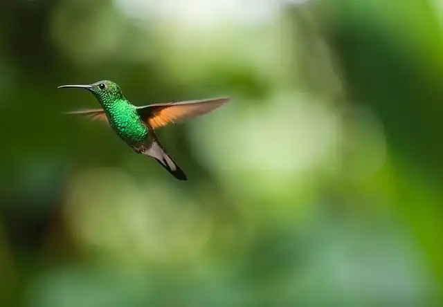 hummingbird image