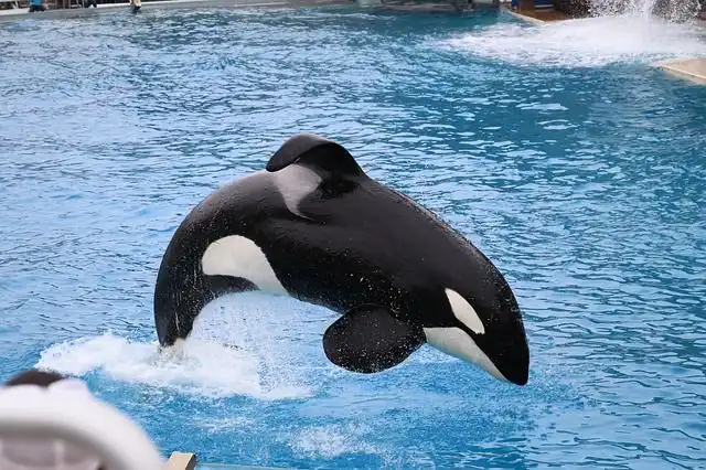 killer-whale image