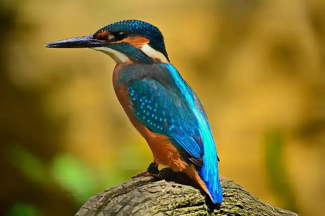 kingfisher image