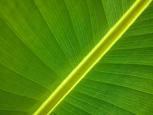 leaf image