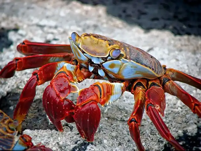 lobster image