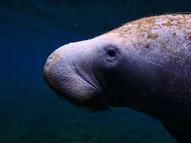 manatee image