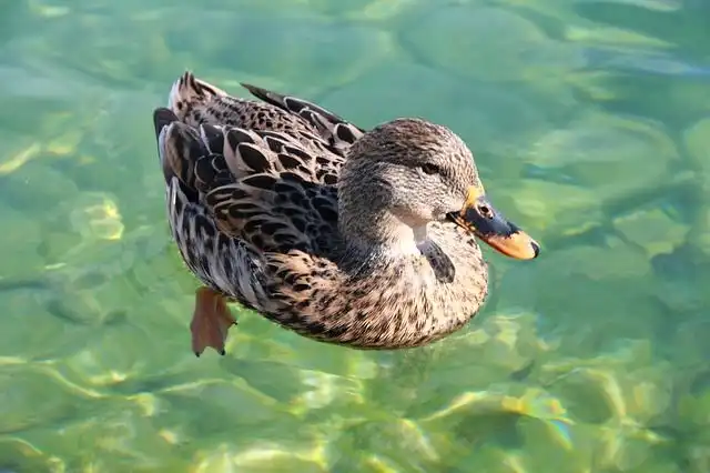 marine-birds image