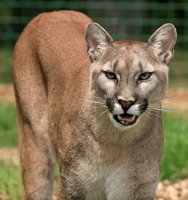 mountain-lion image