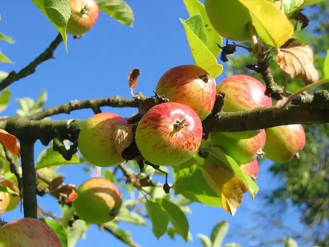 orchards image