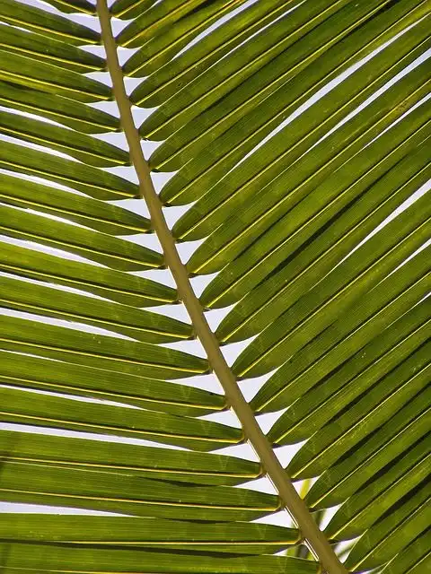 palm image