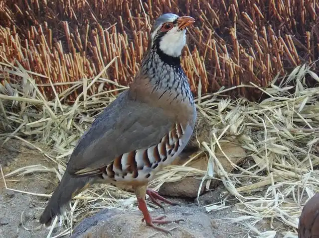 partridge image