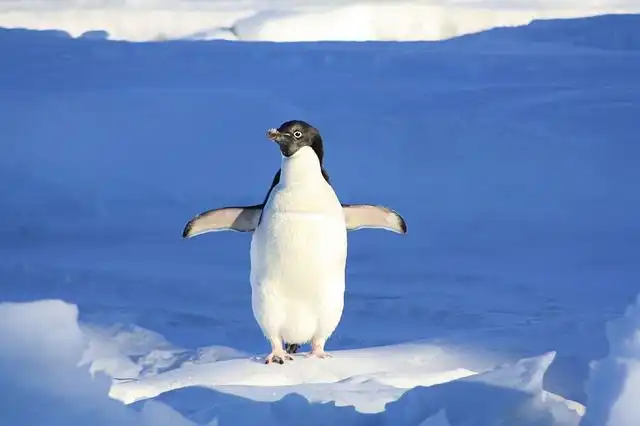 penguin image