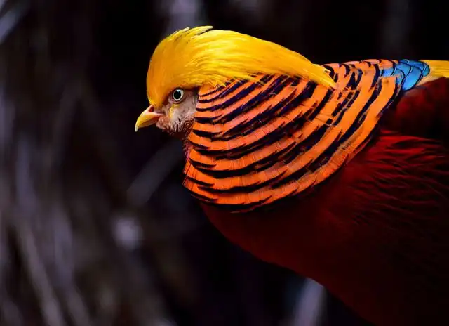 pheasant image