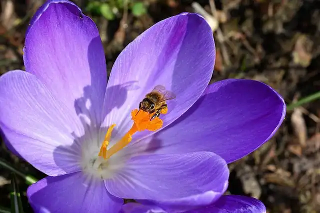 pollination image