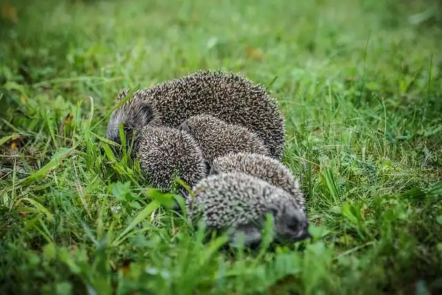 porcupine image