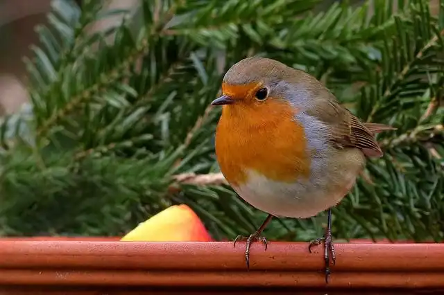 robin image