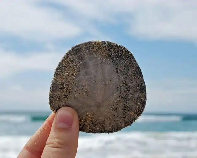 sand-dollars image