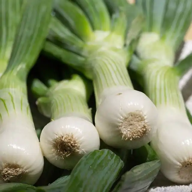 scallion image