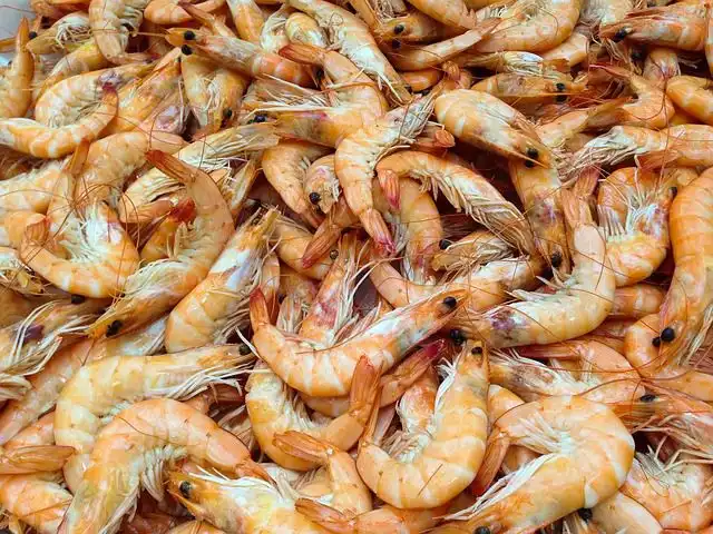 shrimp image