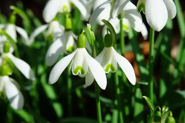 snowdrop image