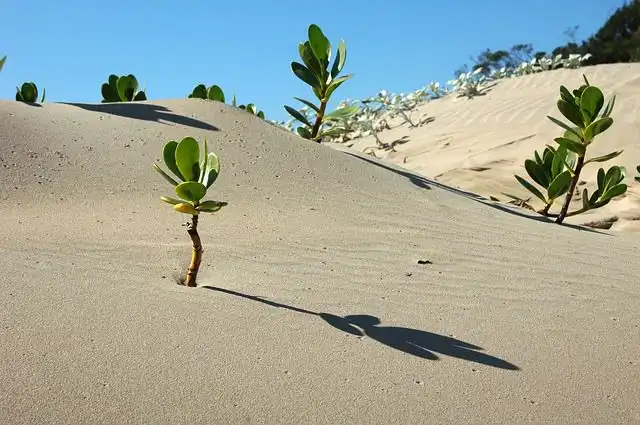 soil-and-sand image