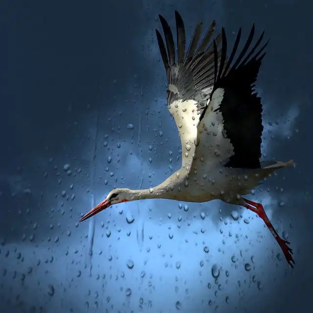 stork image