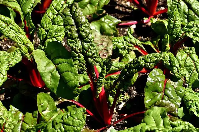 swiss-chard image