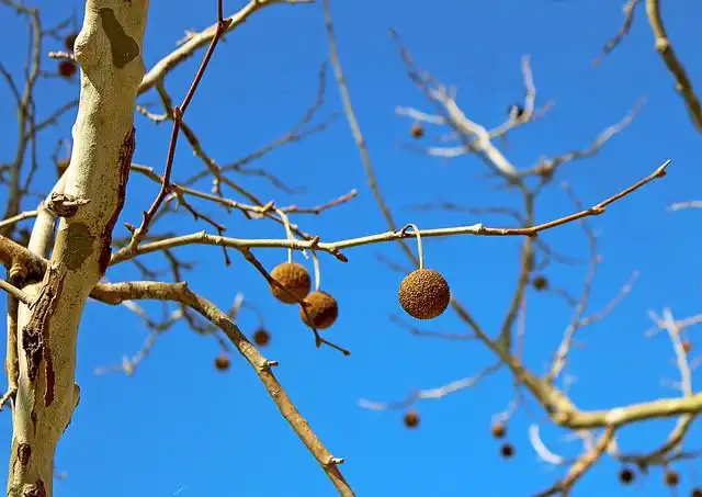 sycamore-tree image