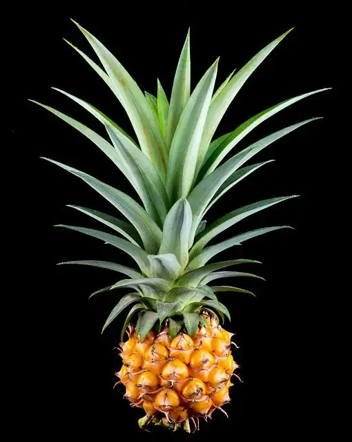 the-pineapple image